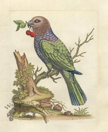 Edwards Parrot 19.jpg